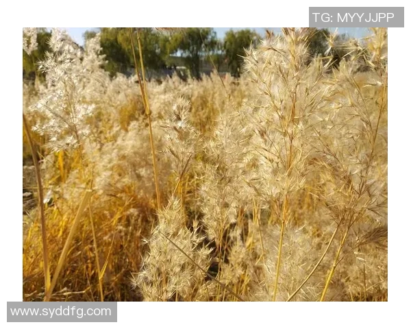体育实时数据与杨强畅谈篮球生涯的点滴回忆与成长之路 体育实时数据与杨强畅谈篮球生涯的点滴回忆与成长之路